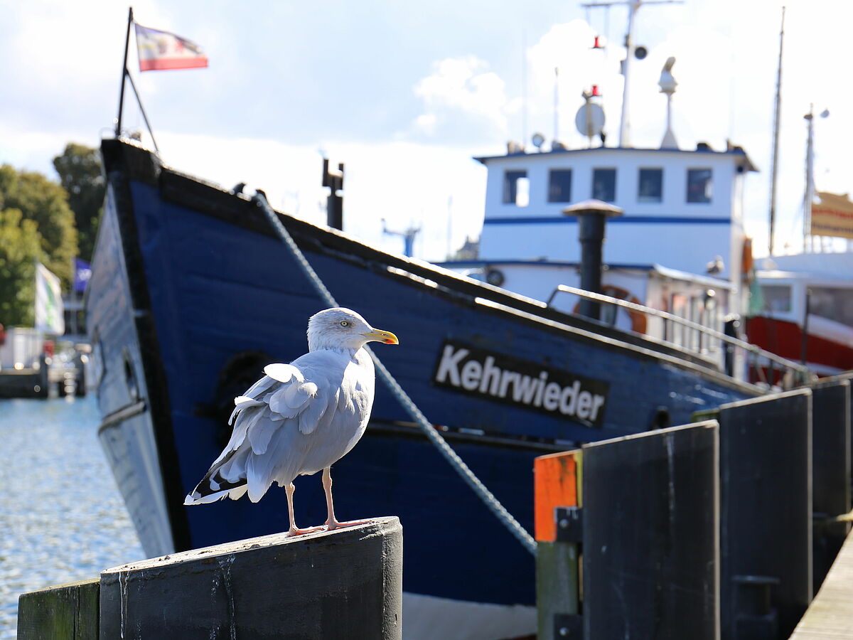 Möwe auf Kutter